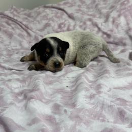 Boy 2 - Blue speckled male Australian Cattle Dog puppy in Concrete, Washington from Back Country Australian Cattle dogs