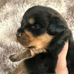 Athena - Black and tan female Rottweiler puppy in Newfoundland, Pennsylvania from Poconopaws