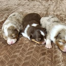 Toy Australian Shepherd Puppies from Reflections of Star Crest Kennel