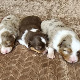 Toy Australian Shepherd Puppies from Reflections of Star Crest Kennel