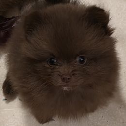 Lita Ford - Chocolate female Pomeranian puppy in Hooksett, New Hampshire from Granite State Pomeranians