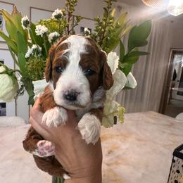 Tulip - Red female Cavapoo puppy in Sacramento County, California from Sac-Town Poodles and Doodles