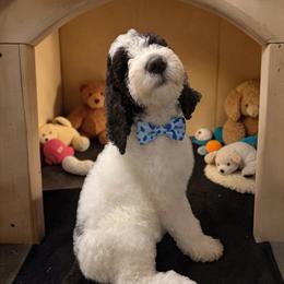 Gray Collar - Parti male Goldendoodle puppy in Sanderson, Florida from Serenity Goldendoodles