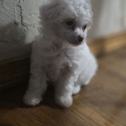 Girl 3 - White female Poodle puppy in Lawton, Oklahoma from My Precious Toy Poodles
