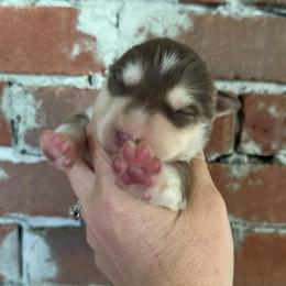 Red boy - Red and white male Siberian Husky puppy in London, Ohio from Rose Trail Siberian’s