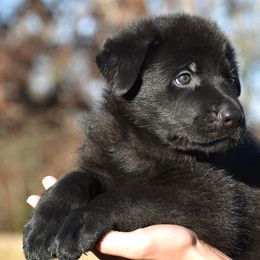Black Male (Red) - German Shepherd puppy in Oxford, Arkansas from Atlas Shepherds