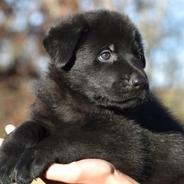 Black Male (Red) - German Shepherd puppy in Oxford, Arkansas from Atlas Shepherds