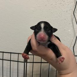 Unicorn - Black tri female Miniature Australian Shepherd puppy in Brenham, Texas from Stone N Rose Kennels