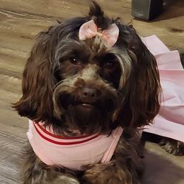 Ruby Dee - Chocolate female Havanese puppy in Denver, Colorado from Marcia Hamlet