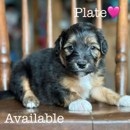 Plate - Black phantom female Aussiedoodle puppy in Lancaster, Minnesota from Finney Ranch