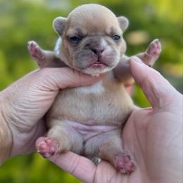 Sunny - Fawn and white female French Bulldog puppy in Willis, Texas from Grandiose Frenchies