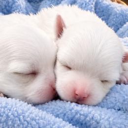 Biewer Terriers and Maltese from Biewer & Maltese Puppies