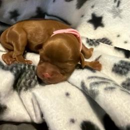 Vixen - Ruby female Cavalier King Charles Spaniel puppy in Destin, Florida from Ruby’s Coastal Cavaliers