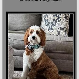 Ember - Goldendoodle