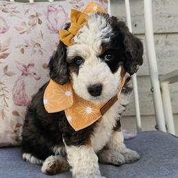 Aura - Merle female Bernedoodle puppy in Decatur, Georgia from So Adoodable