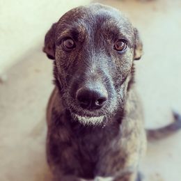 Xoloitzcuintli puppies from Barefoot Xoloitzcuintle