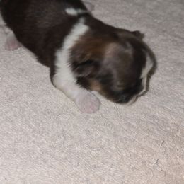 Female 5 - Brindle and white female Shih Tzu puppy in Hampstead, Maryland from Shawny's Shih Tzus