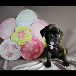 Boxer and Shih Tzu Puppies from L&L European Boxers and Shih Tzus