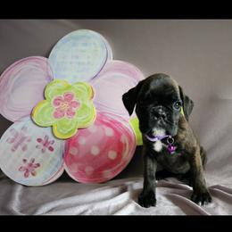 Boxer and Shih Tzu Puppies from L&L European Boxers and Shih Tzus