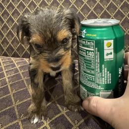 Pipper - Black & tan tri-color female Morkie puppy in Decatur, Texas from Melanie's Morkies
