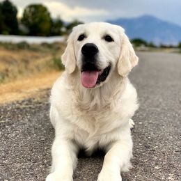 Malibu - Golden Retriever