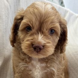 Sunny - Golden male Cockapoo puppy in Ville Platte, Louisiana from The Barkery