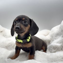 Yellow - Black and tan female Dachshund puppy in Goodyear, Arizona from AZ Royal Doxies llc