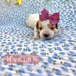 Mariah - female Cavapoochon puppy in Bullard, Texas from Cavapoochon Central LLC