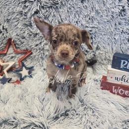 London - Merle female Chihuahua puppy in Bowdon, Georgia from Paschal's Pups