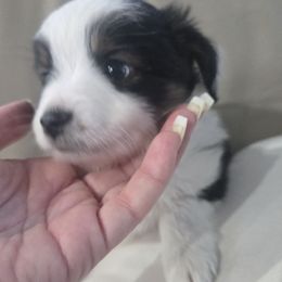 Tiny - Black tri male Miniature American Shepherd puppy in Santa Rosa, California from BennettValleyAussies