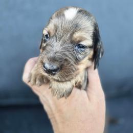 Moose - Dapple male Dachshund puppy in Farr West, Utah from Doxie and Doodle