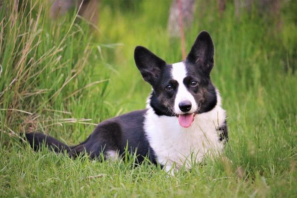 Cardigan Welsh Corgi lays in the grass