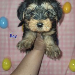 Boy 1 - Black and gold male Yorkipoo puppy in Gilbert, Arizona from Yorkie Your Soulmate Puppy