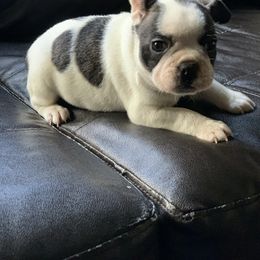 Boston Terrier, Companion Cross, and French Bulldog Puppies from High Plains French Bulldogs,Boston Terriers and Frenchtons.