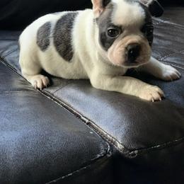 Boston Terrier, Companion Cross, and French Bulldog Puppies from High Plains French Bulldogs,Boston Terriers and Frenchtons.