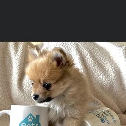 Pomeranian Puppies from Mikayla's Pomeranians