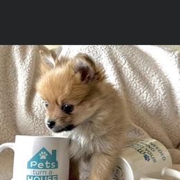 Pomeranian Puppies from Mikayla's Pomeranians