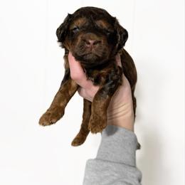 August (choc sable) - Sable male Bernedoodle puppy in Wamego, Kansas from Doodles of Oz