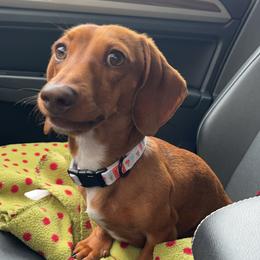 Dachshund All Grown Up from Brit’s Doxie Crossing