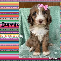 Burrito - Chocolate merle female Bernedoodle puppy in Godwin, North Carolina from Farm Sweet Farm Doodles