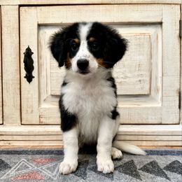 Tricolor Female - Tri-color female Bernedoodle puppy in Brooksville, Florida from Kruger Doodles