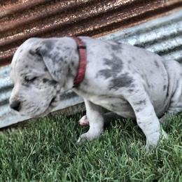 Great Dane Puppies from Anderson Blau’s Great Danes