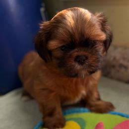 Brennan - Red male Shih Tzu puppy in Stafford, Virginia from Bayview Pups