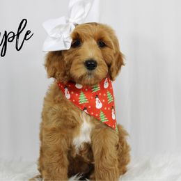 Maple - Red  female Goldendoodle puppy in Casa Grande, Arizona from AzDoodle Dandies