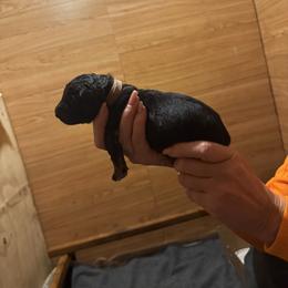 Girl 3 - Black and red female German Shepherd puppy in Snohomish, Washington from Wataha Shepherds