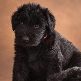 Fern - Black female Giant Schnauzer puppy in Helena, Alabama from The Copper Cottage Canines LLC