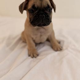 French Bulldog Puppies from Frenchie-Club