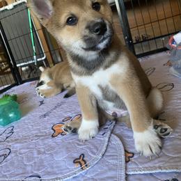 Shiba Inu Puppies from Kiara Coloma