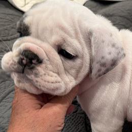 Bulldogs from Barden family bulldogs