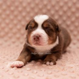 Lucian - Red tri male Miniature Australian Shepherd puppy in Lacombe, Louisiana from Indigo River Aussies